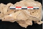 Foto (Detailansicht) von Fagus silvatica L. (NHMW-GEO-2024-0188-11363)